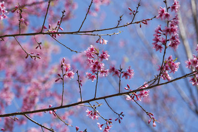 Low angle view of cherry blossoms against sky