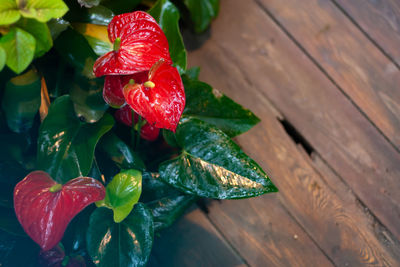 High angle view of strawberry growing on plant