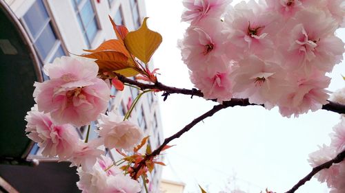 Close-up of pink flowers against sky
