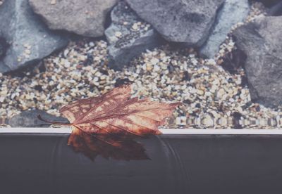 Maple leaf reflecting in water