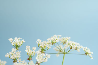 Low angle view of white flowering against clear blue sky