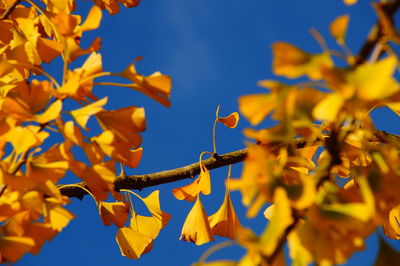 Low angle view of ginkgo tree during autumn