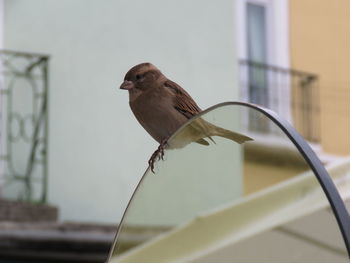 Close-up of bird perching on glass outdoors