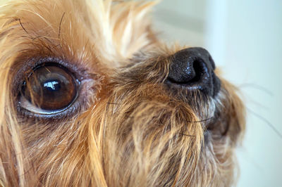 Close-up of a dog looking away