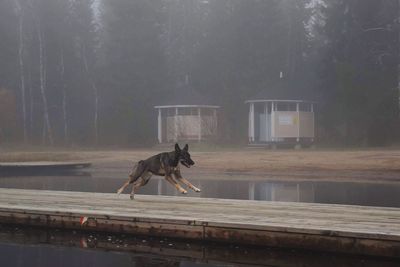 Horse in lake against trees