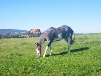 Horse grazing in a field