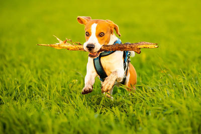 Dog running on grass