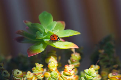 Close-up of ladybug on leaf