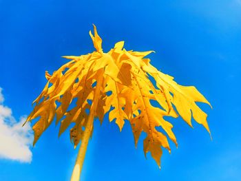 Close-up of yellow maple leaves against blue sky