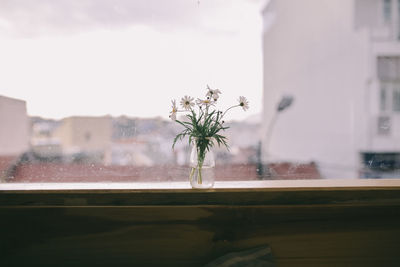 Close-up of plant against sky