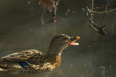 Close-up of duck swimming in lake