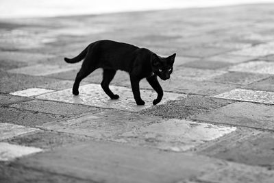 Black dog standing on footpath