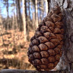 Close-up of tree trunk