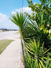 Close-up of palm tree against sky