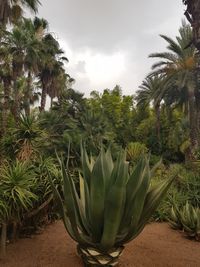 Close-up of palm trees growing on field against sky