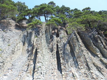 Low angle view of rocks in forest against sky