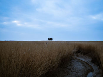 View of a horse on field