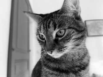 Close-up portrait of a cat looking away