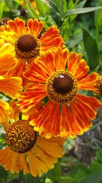 Close-up of orange poppy blooming outdoors