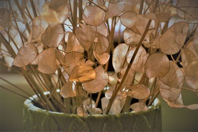 Close-up of plant leaves in water