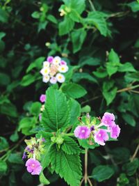 Close-up of pink flowers blooming outdoors