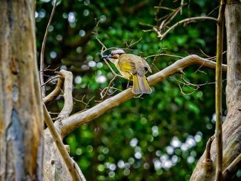 Close-up of bird perching on tree