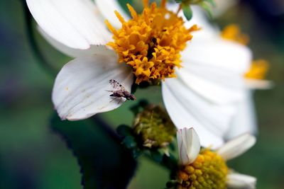 Close-up of insect on flower