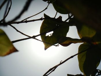 Low angle view of plant against sky