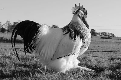 Close-up of bird on field against clear sky