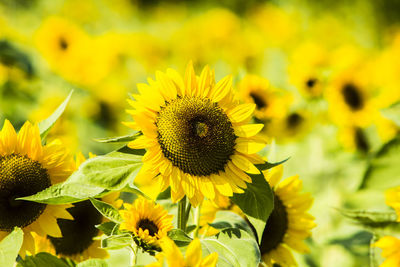 Close-up of sunflower