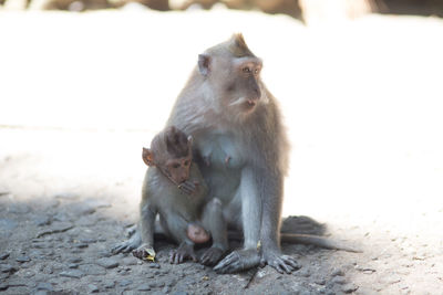 Close-up of monkey with infant sitting outdoors