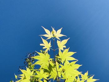 Low angle view of flowering plant against blue sky