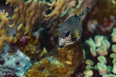 A smooth trunkfish cruising the reef in bonaire, the triqueter