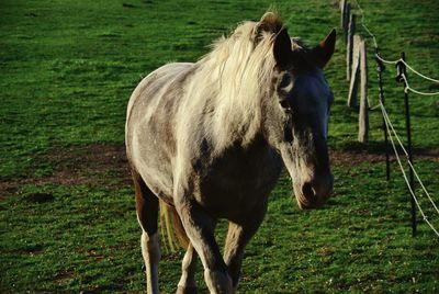 Horse standing in a field