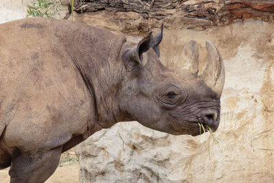 Side view of rhinoceros against rock at zoo