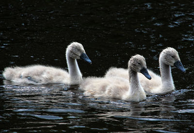 Swans swimming in lake