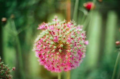 Close-up of pink flowering plant