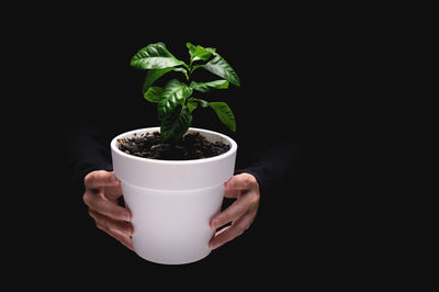 Close-up of potted plant against black background