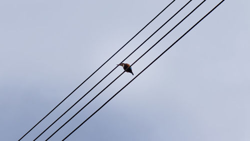 Low angle view of bird perching on cable against sky