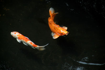 Fish swimming in sea