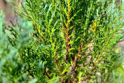 Close-up of fern