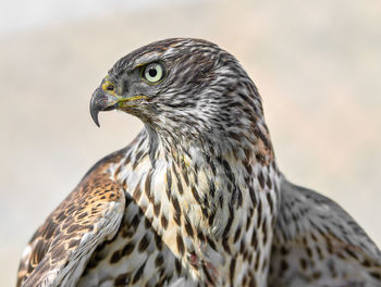 Close-up of eagle