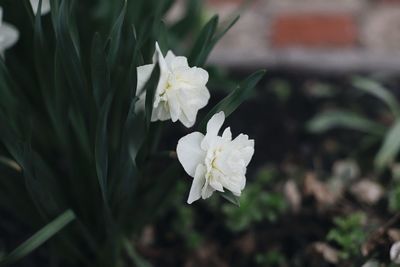 Close-up of white flowering plant