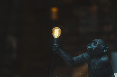 Close-up of illuminated light bulb held by a monkey