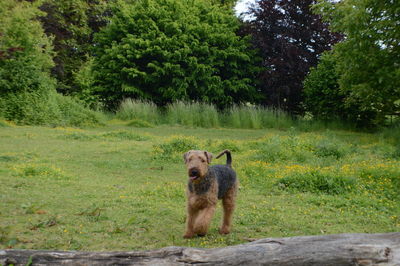 Wire fox terrier on field against trees