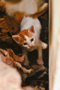 A 2 month old kitten looking onto the camera