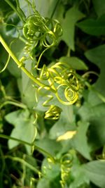 Close-up of green flower