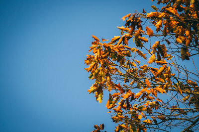 Low angle view of tree against clear blue sky