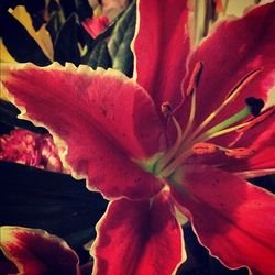 Close-up of red flower