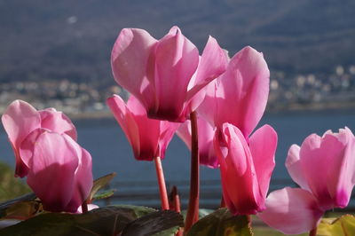 Close-up of pink flowers